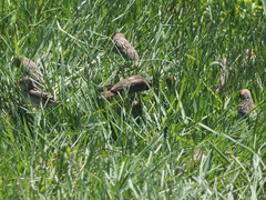 Quelea quelea lathamii