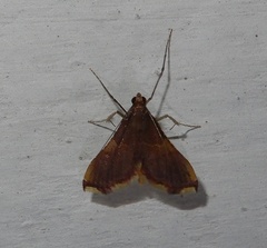 Endotricha mesenterialis