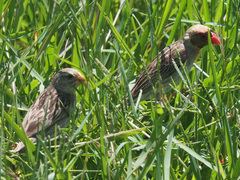 Quelea quelea lathamii