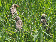 Quelea quelea lathamii