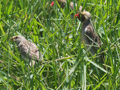 Quelea quelea lathamii