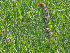 Quelea quelea lathamii