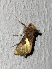 Thysanoplusia orichalcea