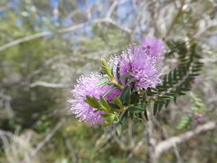Melaleuca decussata