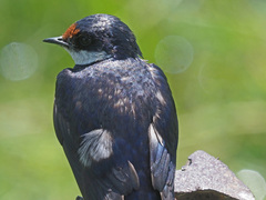 Hirundo albigularis