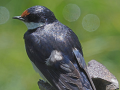 Hirundo albigularis