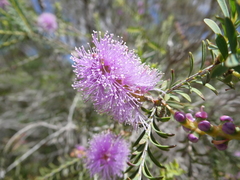 Melaleuca decussata