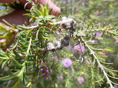 Melaleuca decussata