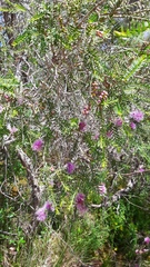 Melaleuca decussata