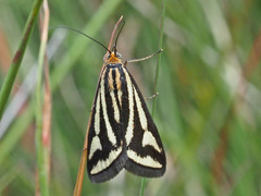 Loxostege venustalis