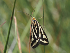 Loxostege venustalis