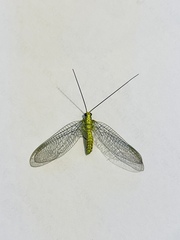 Italochrysa insignis