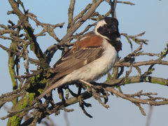 Passer melanurus melanurus