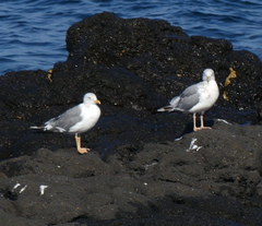 Larus fuscus heuglini