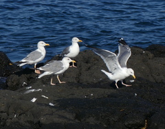 Larus fuscus heuglini