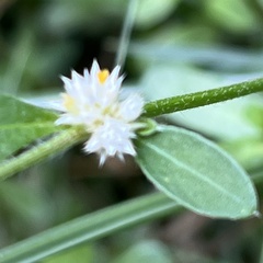Alternanthera bettzickiana