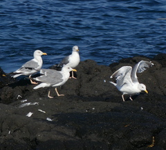 Larus fuscus heuglini