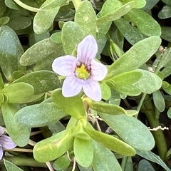 Bacopa monnieri