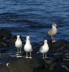 Larus argentatus vegae