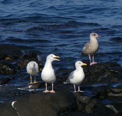 Larus argentatus vegae