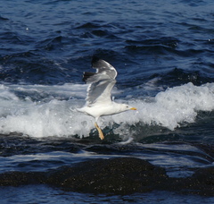 Larus fuscus heuglini