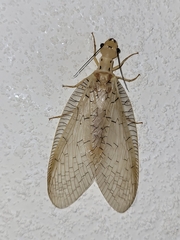 Nevromus testaceus