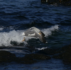 Larus fuscus heuglini