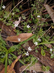 Lobelia pedunculata