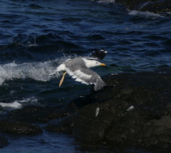 Larus fuscus heuglini