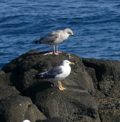 Larus argentatus vegae