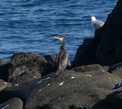 Phalacrocorax capillatus