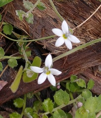 Lobelia pedunculata