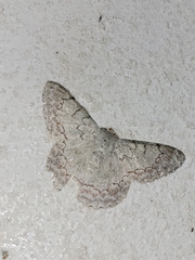 Pingasa chlora