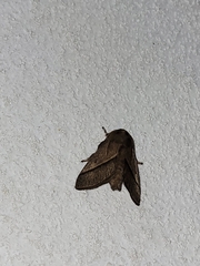 Zygaenoidea