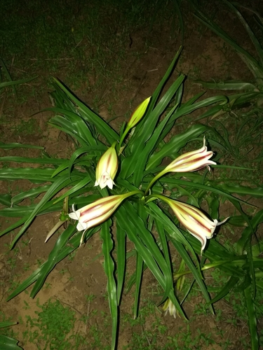Crinum ornatum, photograph 6