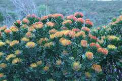 Leucospermum praecox