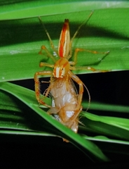 Viciria pavesii