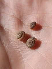 Xerotricha conspurcata