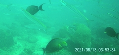 Acanthuridae