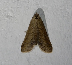Lophoptera