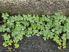 Oxalis corniculata