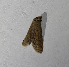 Lophoptera
