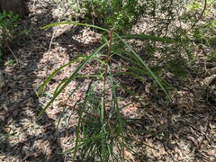 Melaleuca linearis
