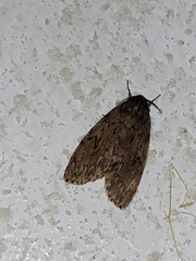 Lymantria sarantuja