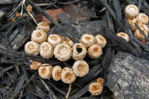 dung-loving bird's nest fungus
