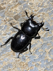 Dorcus rama