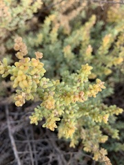 Salsola papillosa