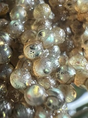 Hexagrammos stelleri