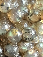 Hexagrammos stelleri