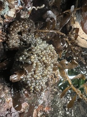 Hexagrammos stelleri